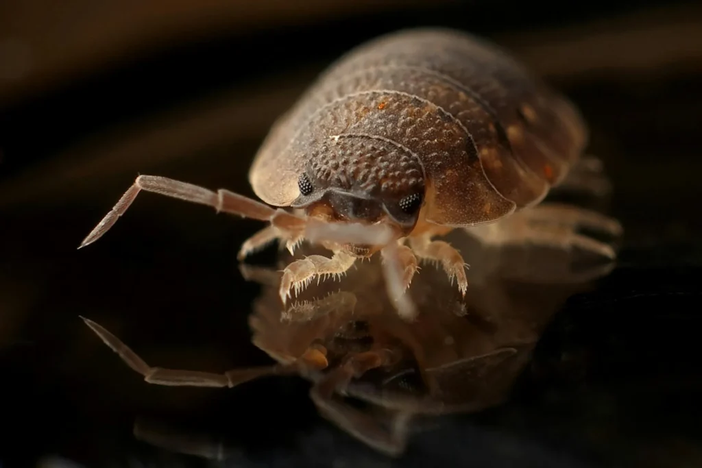 Bed-Bug-Treatment - Livingston Pest Control Pros | Livingston, NJ | 862-280-2679